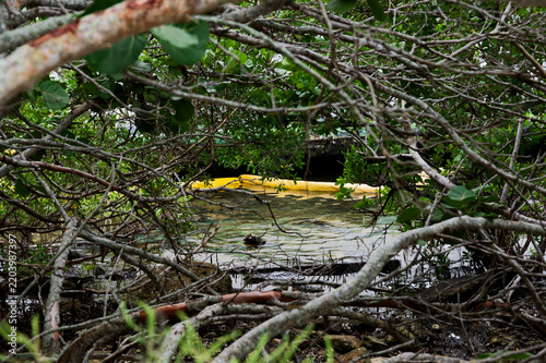 Принти на полотні Mangrove branches and roots frame a yellow oil containment boom floating in shallow coastal water, highlighting pollution, habitat risk and the fragile state of a tropical wetland ecosystem
