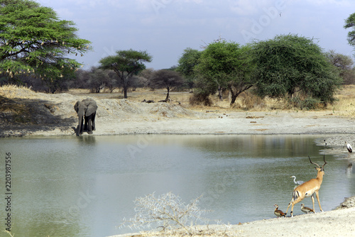 Cuadro en lienzo Elephant and antelope at a waterhole in the savanna, Tanzania