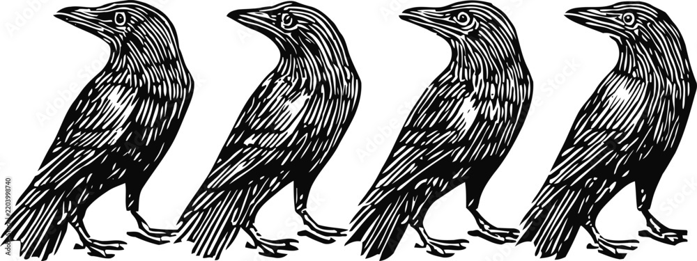 Obraz premium Four black ravens in vintage hand drawn bird silhouettes detailed engraving line art
