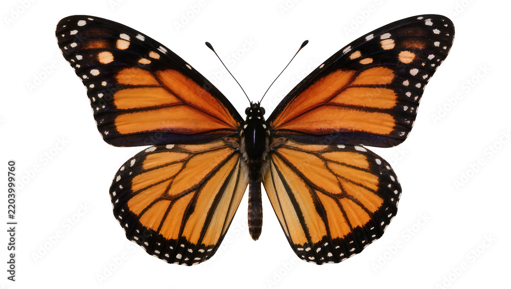 Obraz premium Monarch butterfly with orange and black wings, isolated on transparent background
