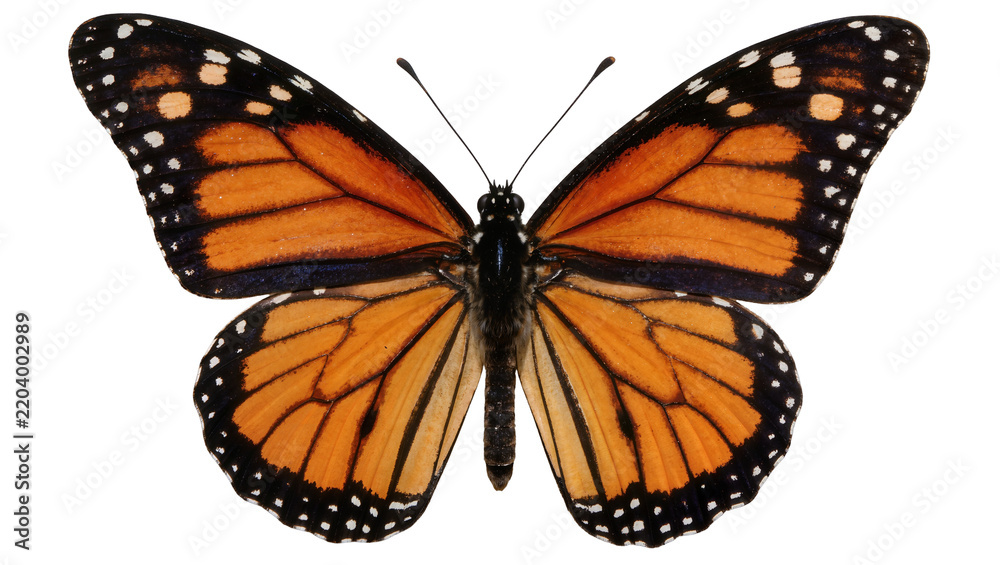 Obraz premium Monarch butterfly with orange black and white wings, isolated on transparent background
