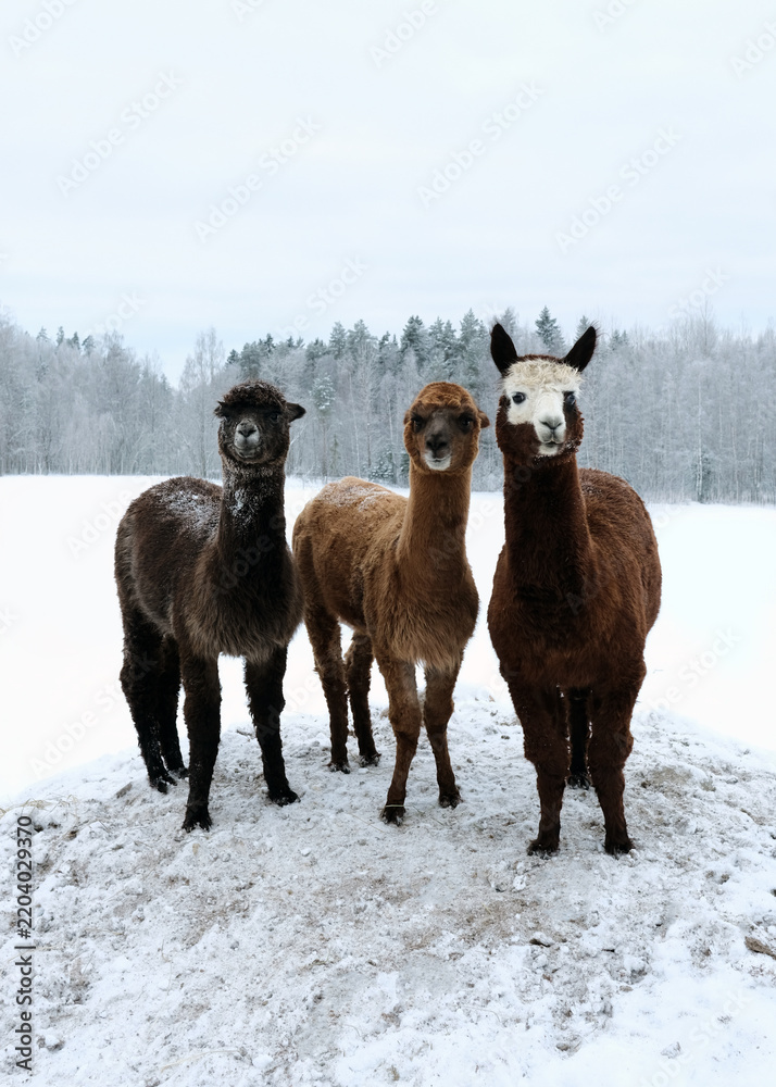 Obraz premium Three cute alpacas standing in a row on snowy farm looking at camera, winter countryside in Finland