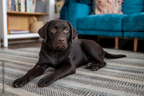 Cute chocolate Labrador Retriever lying on a rug in a cozy modern living room. Adorable Family Pet Portrait