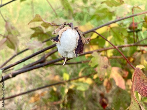 Beautiful cotton ball in Green Garden During Spring and Summer