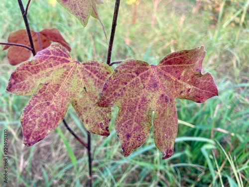 Vibrant Red Maple Leaves in Autumn with Colorful Fall Foliage and Beautiful Seasonal Nature Background