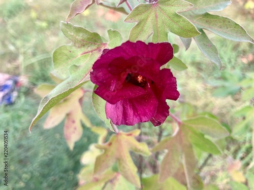 Beautiful Red Poppy Flowers Blooming in a Lush Green Garden in Spring and Summer