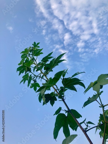 Fresh Green Tree Leaves Against Clear Blue Sky in Spring and Summer Nature Background