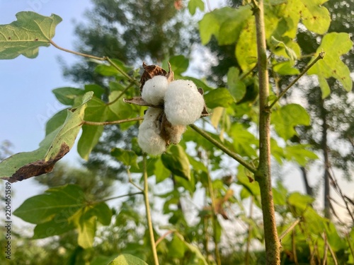 Closeup of couttn ball in garden 