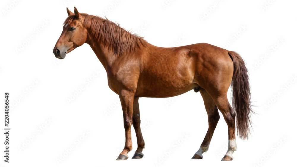 Obraz premium Brown horse standing, isolated on transparent background