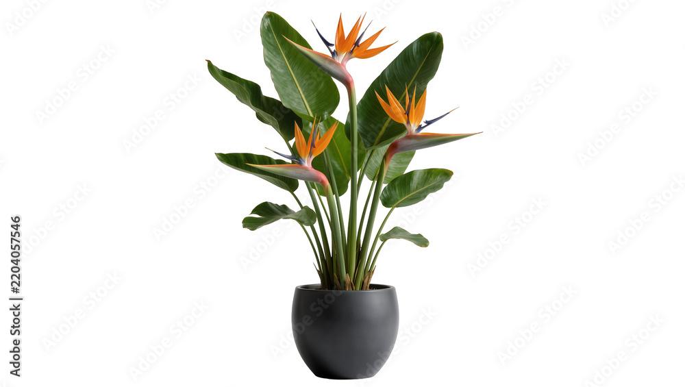 Fototapeta premium Strelitzia reginae bird of paradise plant in dark pot, isolated on transparent background
