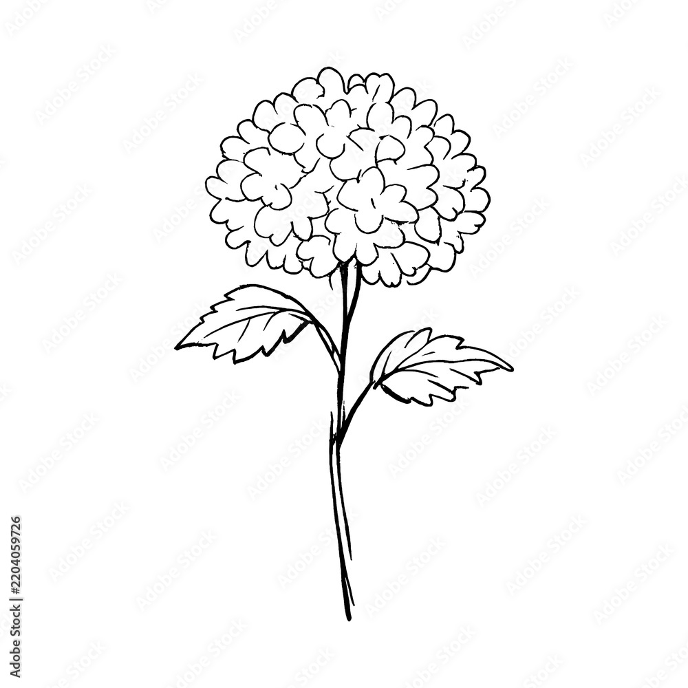 Obraz premium PNG Minimalist floral line art illustration.