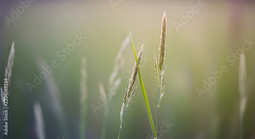 Green grass with dew-covered wheat stalks