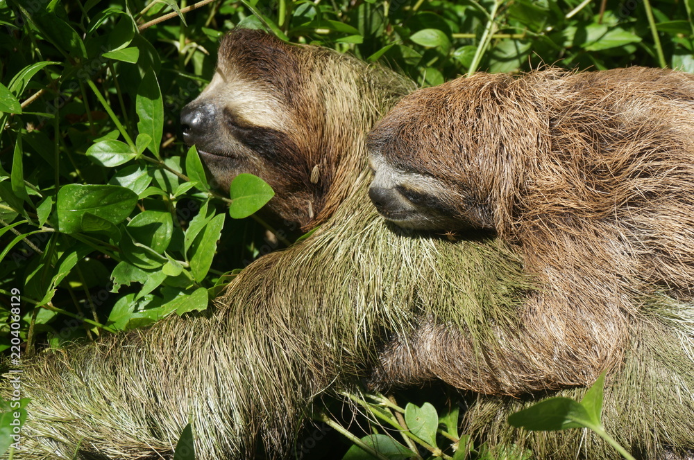 Obraz premium Zwei schlafende Dreifinger-Faultiere eng aneinandergekuschelt im grünen Laub des tropischen Regenwalds in Costa Rica