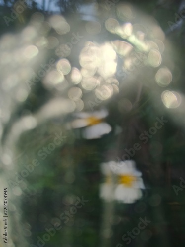 White daisy flower blooming through a rainy wet window glass