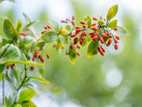 Fotografía Red barberry berries ripening on a branch with green leaves, natural source of v