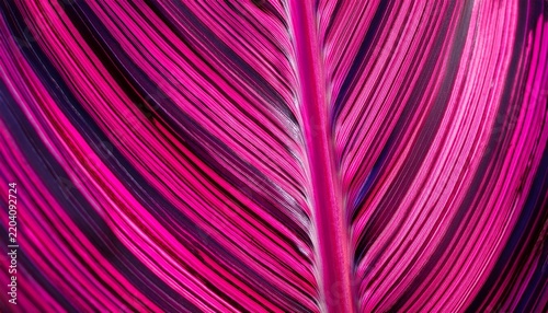 ti plant detail in magenta and pink
