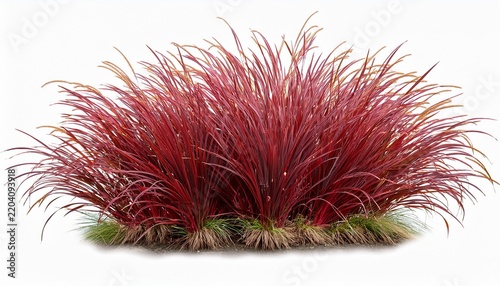imperata cylindrica rubra grass patch japanese blood grass red baron isolated premium cutout high resolution foreground grass