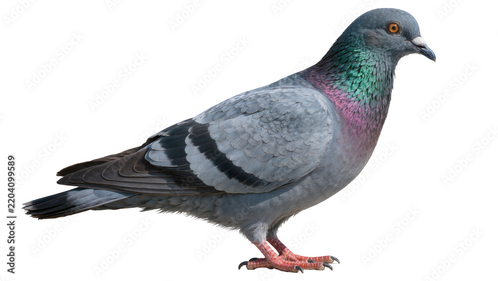 Obraz premium Gray pigeon with iridescent neck feathers, isolated on transparent background