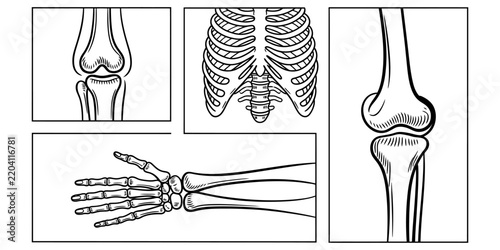 Canvastavla Human skeleton anatomy diagrams black line art collection medical research bones joint study health care scientific graphics