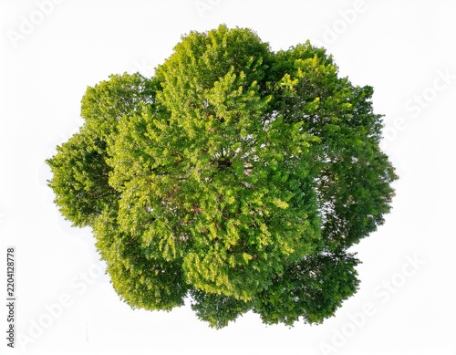 cornus florida tree plan top view cutout white background isolate lush green tree canopy a detailed aerial view for nature designs