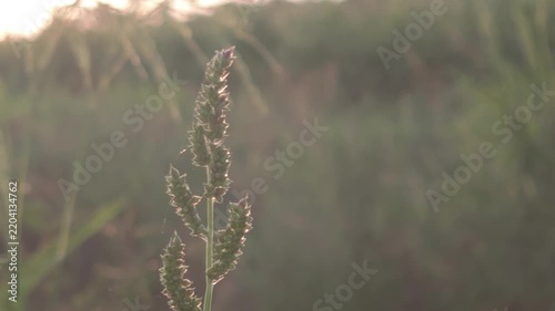 Close-up of wild grass seed head backlit by warm golden hour sunlight in a field, with a soft blurred nature background creating a serene and calm atmosphere.