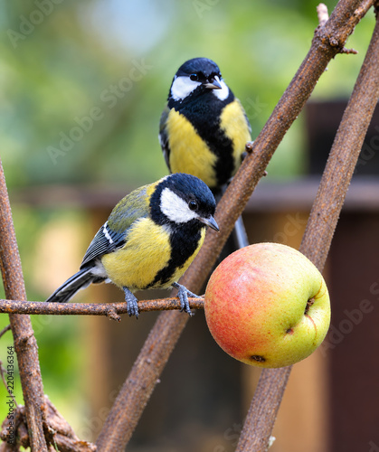 Obraz na płótnie Great tit pecking at an apple on a tree branch