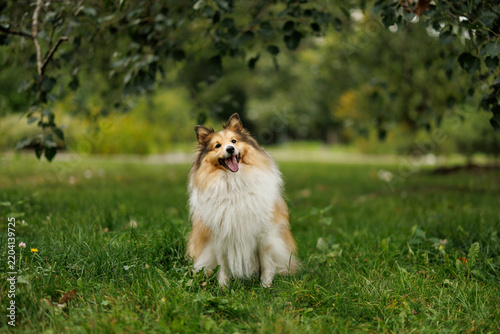 Shetland Sheepdog sitting on green grass in a park