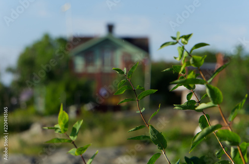 bushes  in the garden, house in backgroundin sweden