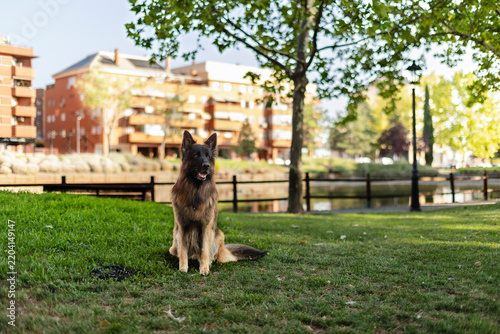 Long haired german shepherd dog sitting on urban park grass