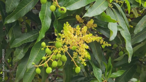 Mango flowers and small young green fruits blooming on a tree branch ideal for agricultural, nature, and botanical concepts.