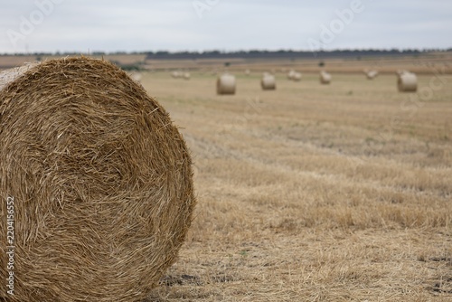 A large round hay bale in a harvested field with many other bales in the background landscape