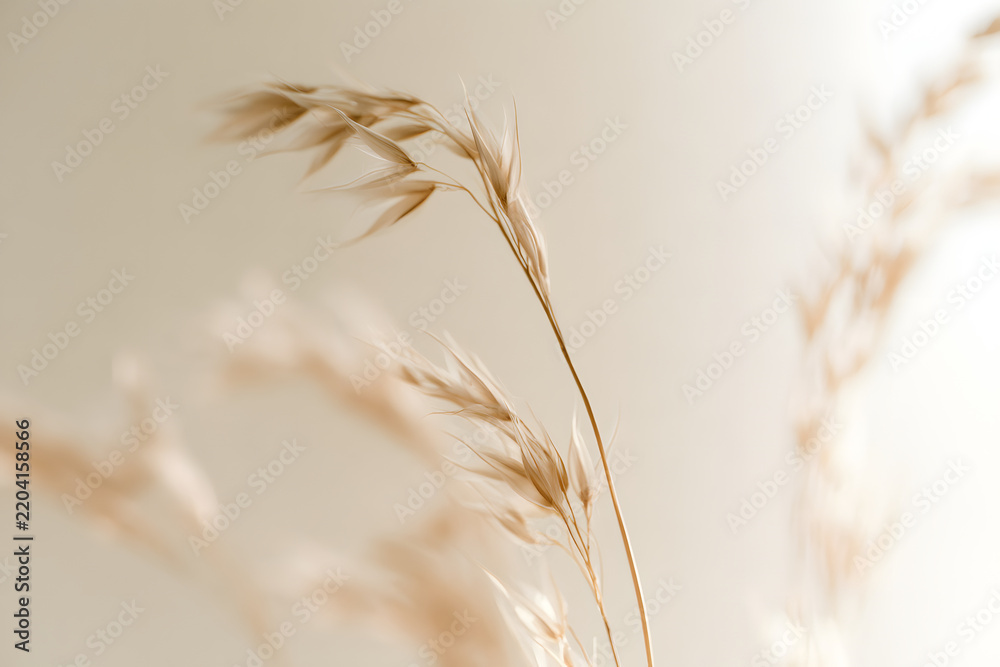 Obraz premium Smoke chose the soft focus cream Dry Flower through translucent frosted glass.