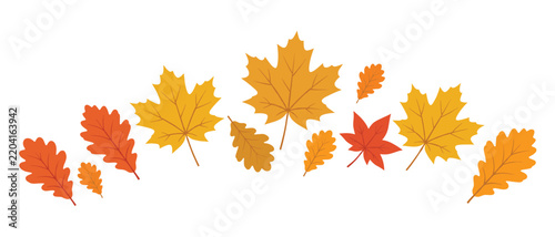 Autumn Leaves Vector Set, Colorful Maple and Oak Leaf Illustration for Fall Season Design and Nature Decoration