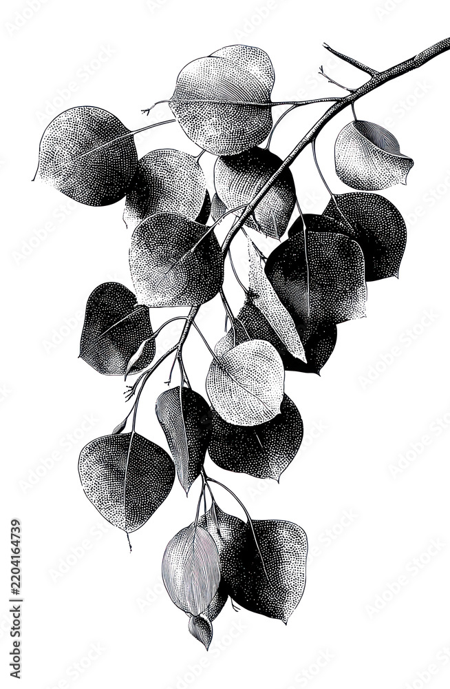 Obraz premium PNG Black and white botanical branch with hanging leaves