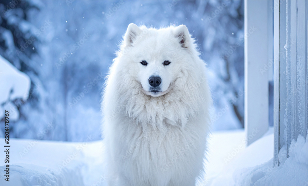 Fototapeta premium A majestic, fluffy white dog stands calmly in a serene, snowcovered landscape. This winter scene, with no people, captures pure elegance and joyful companionship in a peaceful, frosty setting.
