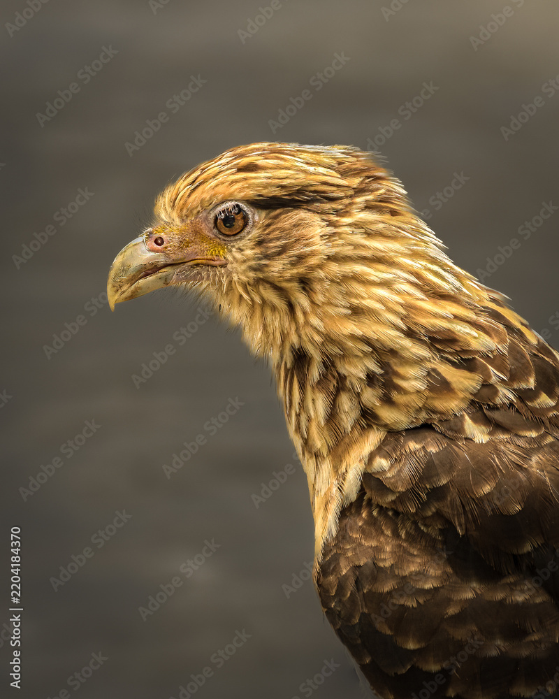 Fototapeta premium A sharp close-up profile portrait of a juvenile Yellow-headed Caracara (Daptrius chimachima). The immature bird displays characteristic heavy brown streaking and dense mottling on its buffy cream head