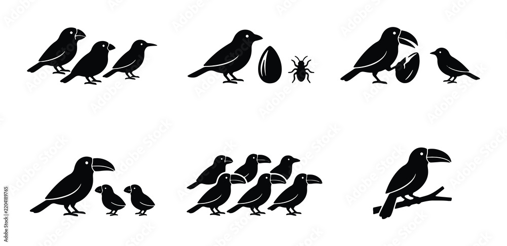 Obraz premium Bird Family Icons, Avian Life Cycle Stages, Toucan and Chick Illustrations, Nature Elements