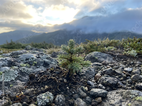 Young evergreen seedling grows amongst rocks on a mountainous terrain