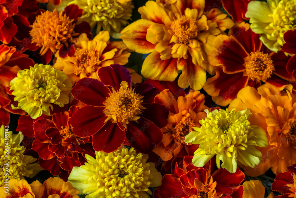 Obraz premium Marigold flower background viewed from above, featuring dense orange, red, yellow and golden blossoms. Concept: floral texture, nature and autumn colors.