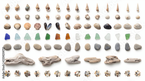 A detailed beachcomber chart showcasing various seashells sea glass polished pebbles and weathered driftwood