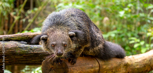 Photography A wild binturong resting on a log
