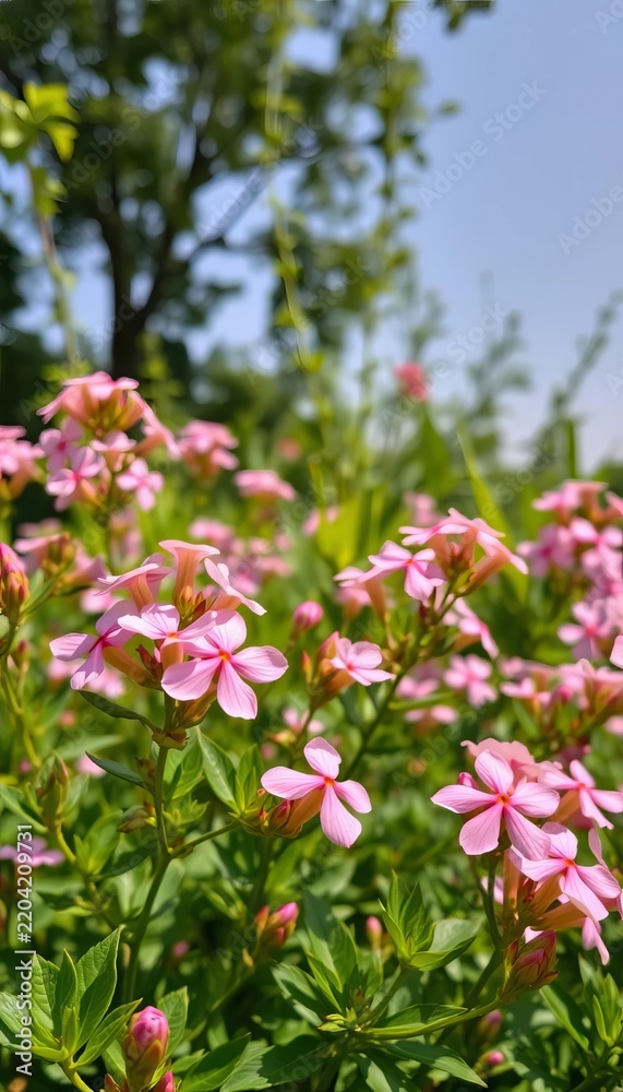 Obraz premium Delicate pink flowers blooming amidst lush greenery, garden, elegant