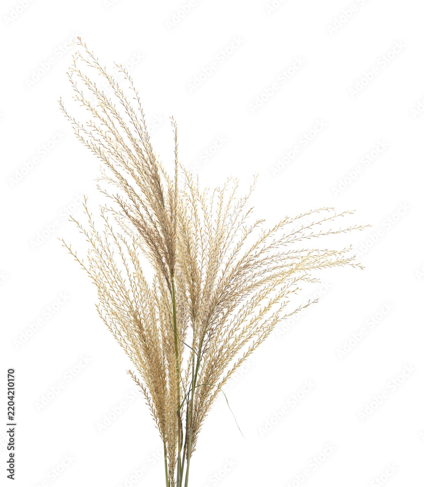 Fototapeta premium Dry pampas grass isolated on a white background.