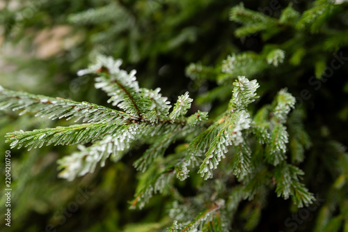 Snow-covered evergreen branches winter closeup