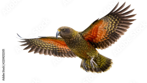 Kea parrot with orange wing feathers in flight, isolated on transparent background