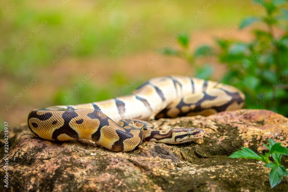 Obraz premium A python lies on the ground and on rocks in the wild. A close-up of a boa constrictor on a rock. Snake skin. Reptile.