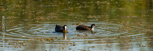 Eurasian Coot