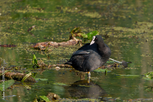 Eurasian Coot