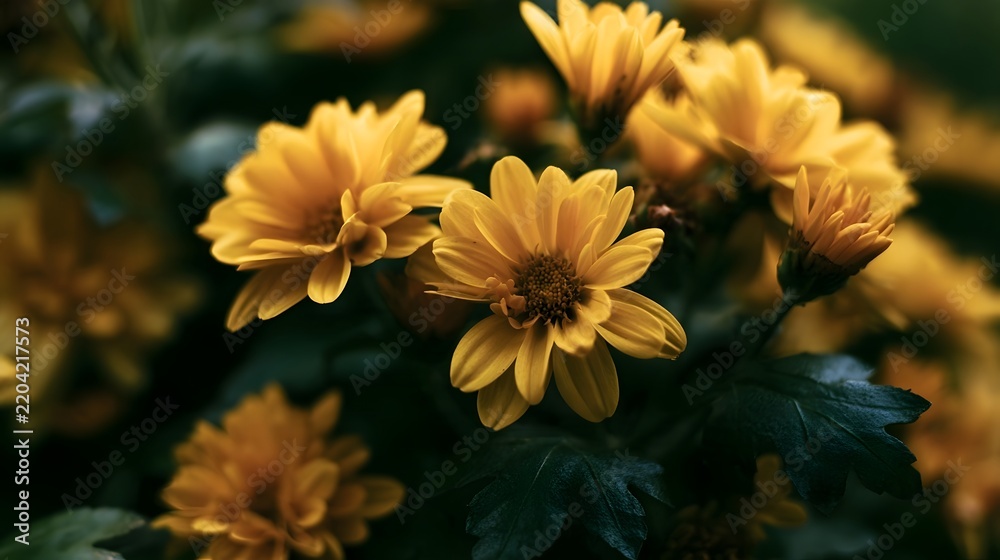 Obraz premium A cluster of vibrant yellow flowers with delicate petals and dark green leaves in soft natural lighting