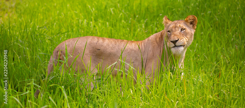 A close-up of a lioness against a backdrop of green grass. A majestic African lioness rests and observes the jungle. Powerful African wild animals in their natural habitat.